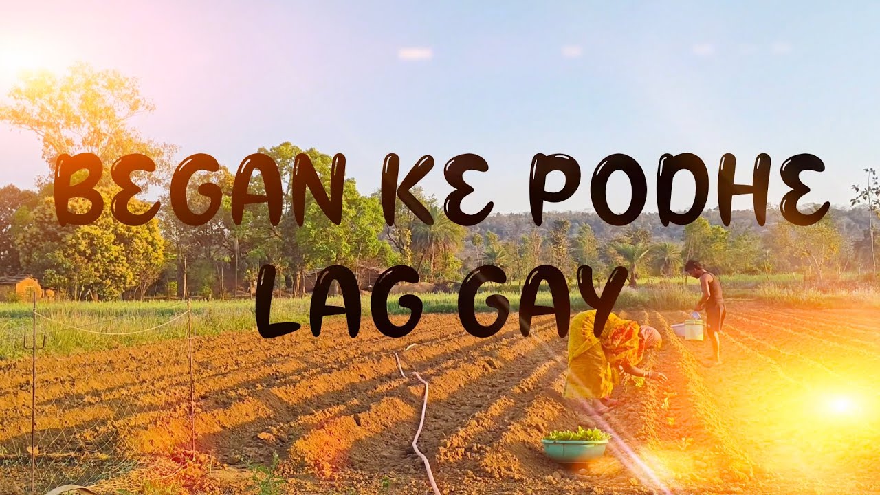 Began ke podhe lag gay🍆🍆🍆🍆🍆