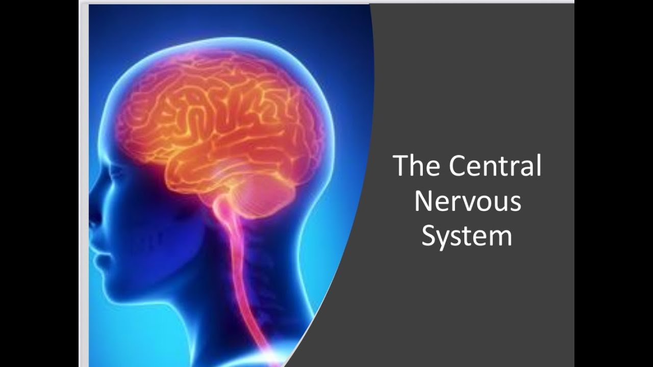 Central Nervous System - YouTube