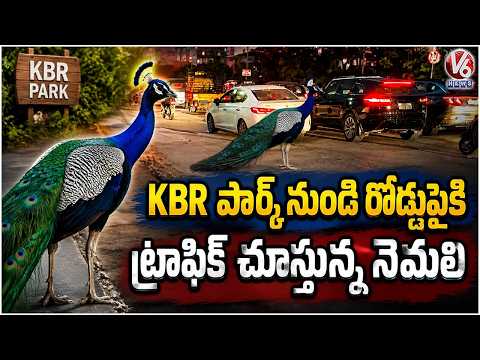 Peacock Spotted On Road Near KBR Park  Beautiful Scene Captured  Hyderabad | V6 News - V6NEWSTELUGU
