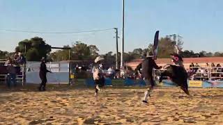 Bella Brinner 11Yo Female Bull Rider, Riding Up Under 15S Mini Bulls Australia Triple B Rodeo