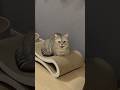 おしゃべりしゃがれ猫