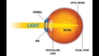 Unraveling the Mysteries of the Human Eye and its defects part-1 Class-8