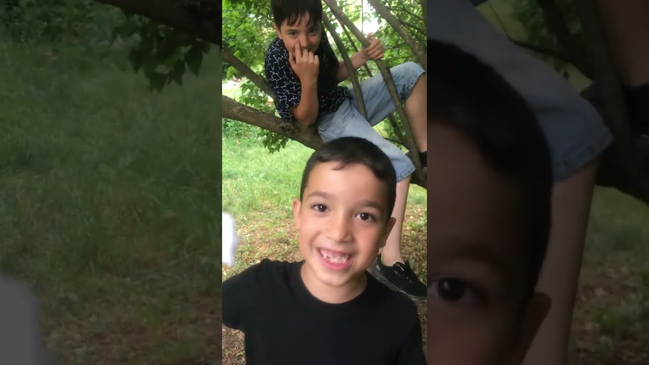 Обзор на дерево 