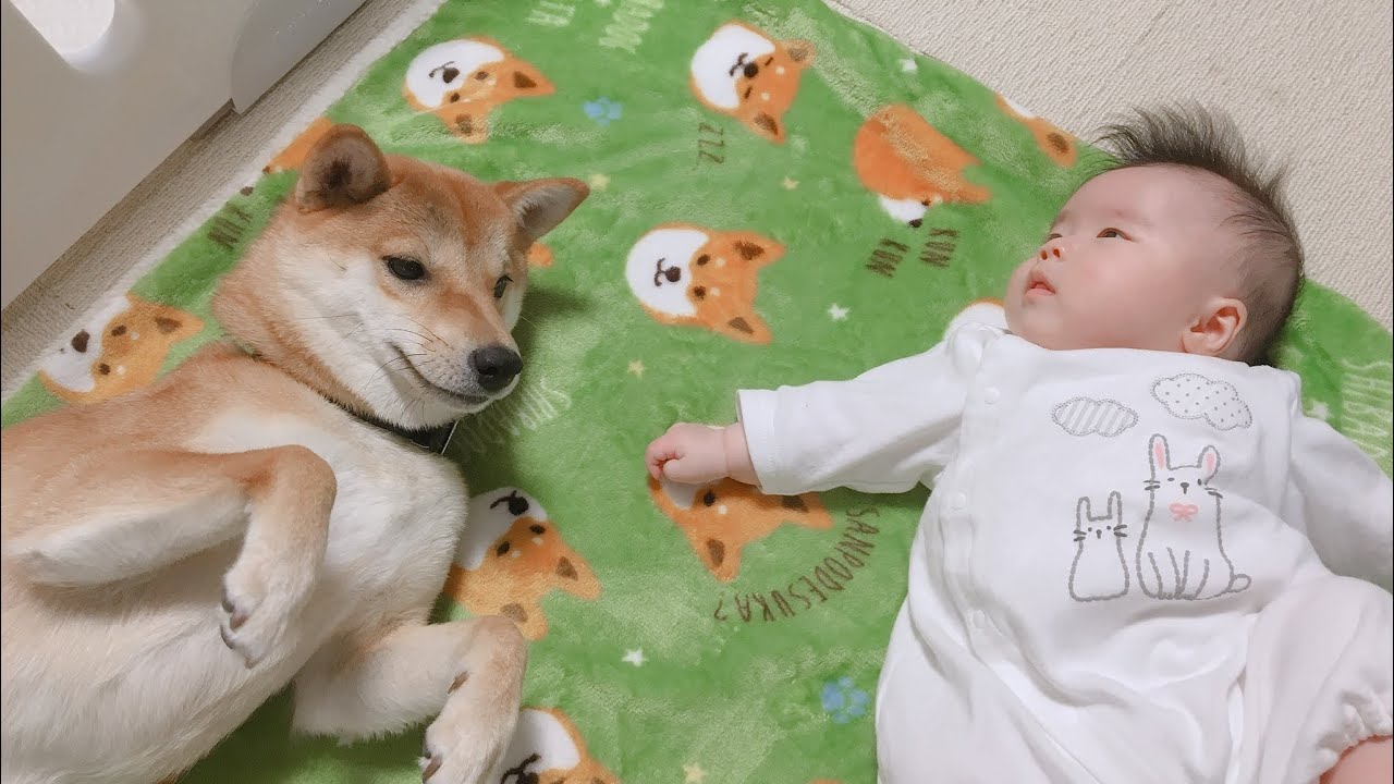 子守犬 赤ちゃんの泣き声に反応する柴犬りんご郎 Youtube