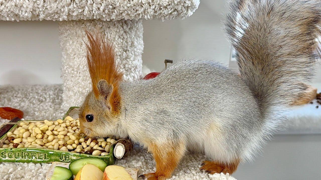 Beautiful Snow White. 🌳 Прекрасная Белоснежка.
