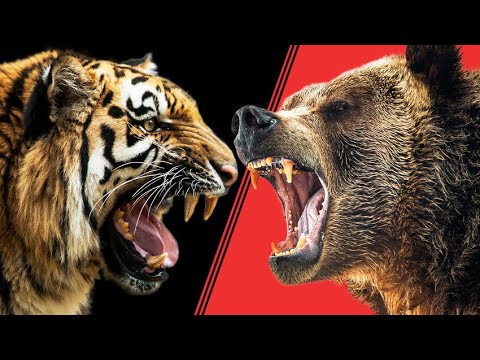 Vídeo: Como é O Tigre Ussuri?