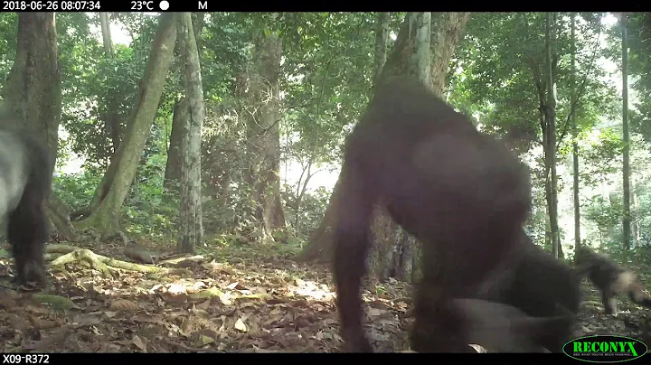 Western Lowland Gorillas in the Odzala-Kokoua National Park, Republic of Congo