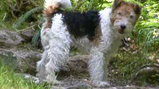 Ben Fox Terrier in Argyll, Scotland 2008 hires