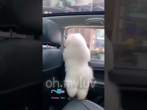 댕댕이 너무 귀엽쟈나😍