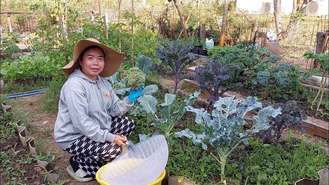 ปลูกผักไว้กินเองผสมผสานกันไป งามบ้างไม่งามบ้าง ผักปลอดสารในสวน 