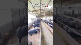 Shiv sakti dairy farm Surat Gujarat