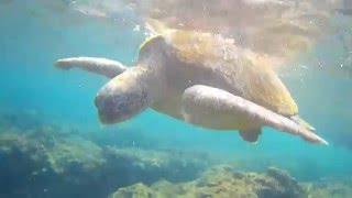 20160404小琉球(4) 與海龜共游2