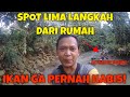 spot lima langkah dari rumah pakeumpan jitu langsung dapat baby nilem