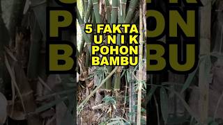 Download Lagu 5 Fakta Unik Pohon Bambu MP3