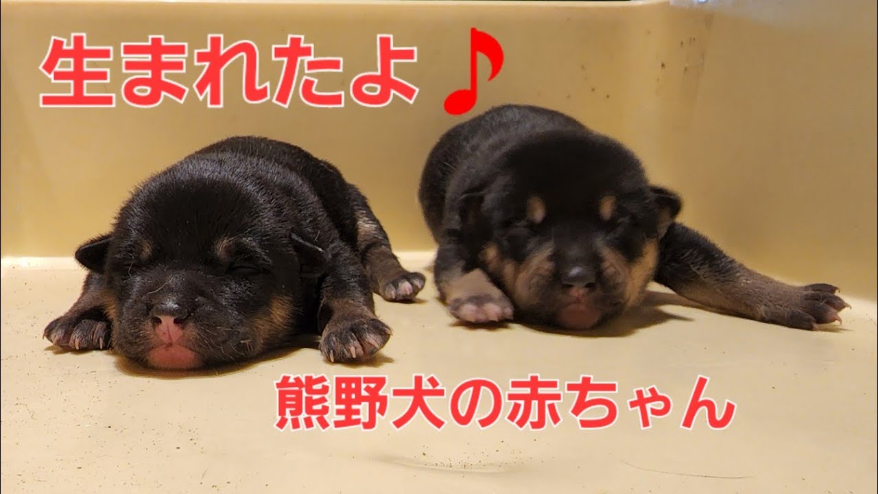 祈りが届いた 名犬トラ生まれ変わる 有色熊野犬の出産の全て Youtube 祈りが届いた 名犬トラ生まれ変わる 有色熊野犬の出産の全て Youtube