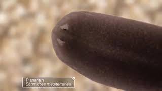 دودة البلاناريا planaria