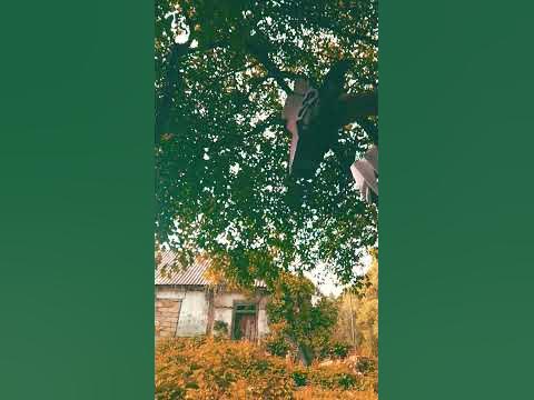 дика - YouTube