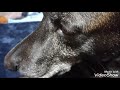 犬93 日常