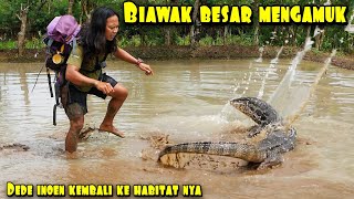 TARZAN ISBACK TANGKAP KOMODO SAWAH YANG G4N4S