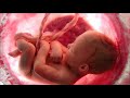 La historia más conmovedora sobre un aborto (Loquendo). 100% real no fake.