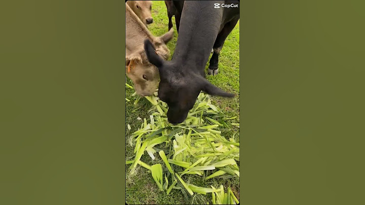 #countrylife #cow #graceintheeveryday