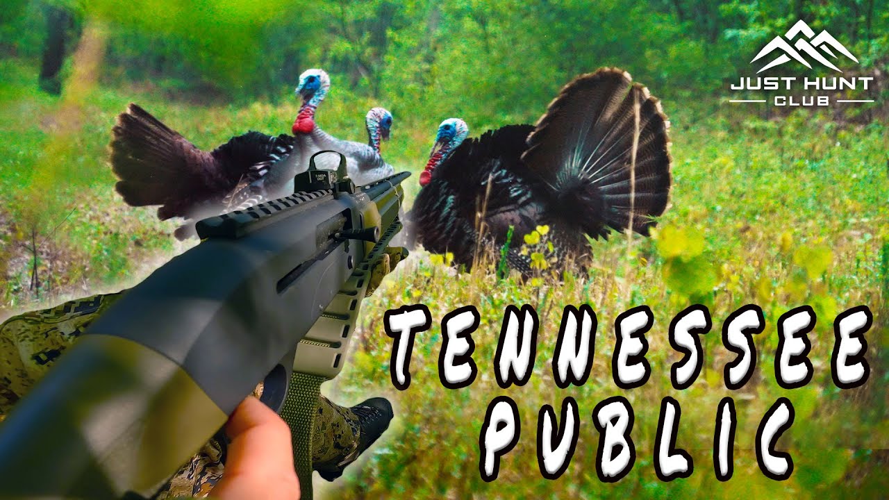 Gobblers At Yards Tennessee Public Land Hunting Youtube