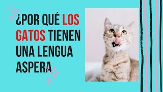 ¿POR QUÉ LOS GATOS TIENEN UNA LENGUA ASPERA? by RINCON DE LOS GATOS 51 views 2 years ago 4 minutes, 25 seconds