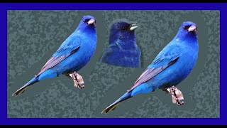 Azulejo Indigo Cantando - Indigo Bunting Singing - Passerina Cyanea