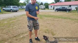 How to train your puppy to come - Shield Presa Canario