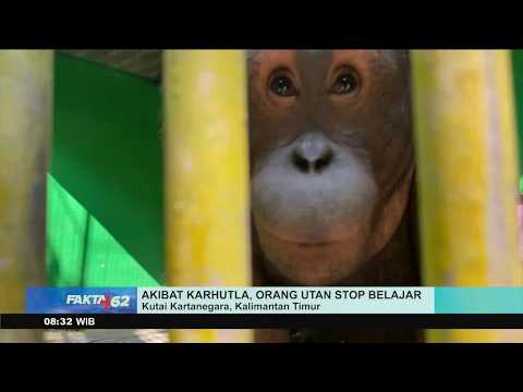 Forest Fires in East Kalimantan Force Orangutans to Abandon 'School'