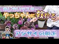 【翌年咲かせる為の剪定と肥料】アジサイの剪定方法と肥料の与え方!教えてやっちゃん〜!