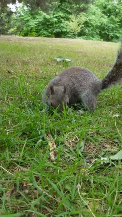 squirrel sneezing a tiny sneeze in park in London ❤️ 🐿 🥰