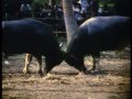 Water Buffalo Fight On Ko Samui, Thailand 1987