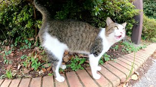 「怪しい人につけられています！」と大声で訴えるキジシロ猫