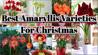15 Best Amaryllis varieties for Christmas