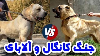 جنگ سگ کانگال با سگ آلابای  Alabai vs Kangal