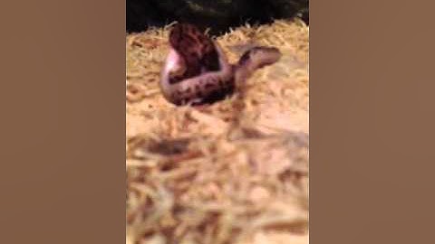 Feeding Stimsons Python