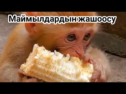 Video: Маймыл файлын кантип жазса болот