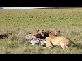 Hyenas don&#39;t want to share with lioness