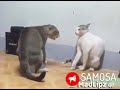 Cats funny