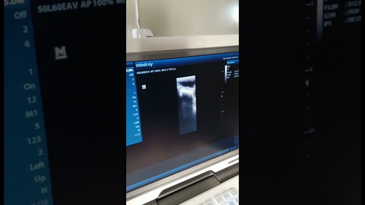 Ultrasound mare Mandla - 3 month old foal