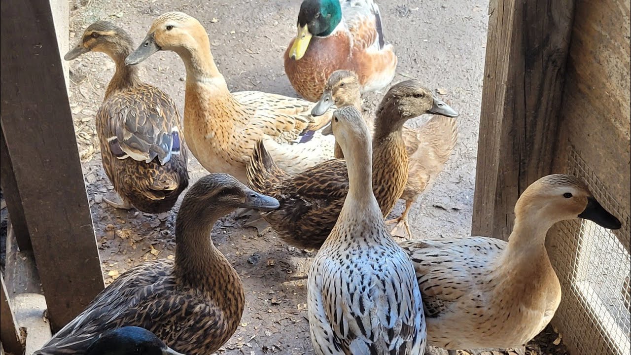 Our beautiful duck colors and our deep litter coop YouTube