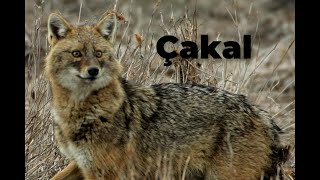 Vahşi Doğa Videoları Çakal