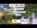 КАК СОБРАТЬ ГИДРОПОНИКУ ДОМА, ускоряем рост растений в 5 раз, дешево и эффективно