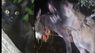 كلاب الكانجال تتغلب على الحيوانات المفترسة في الوادي الاسود وتخرج الخنازير بالقوة