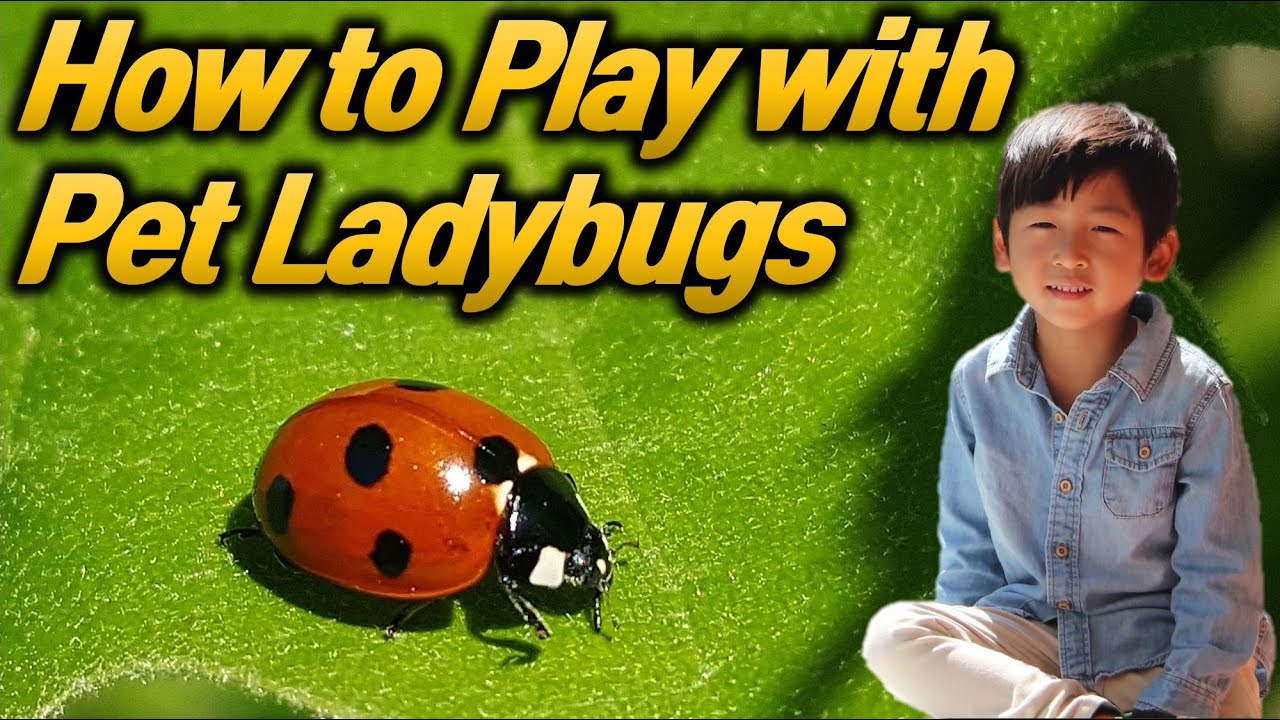 how to play with pet ladybugs YouTube