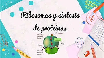 ¿Qué función desempeñan los ribosomas?