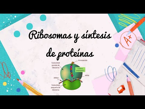 Video: ¿Qué es la síntesis de ribosomas?