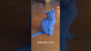 Russian Blue Cat's Unique Fur Coloring Observed