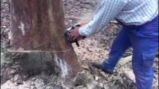 Puiu Codreanu - Padure, padure